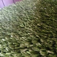 چمن مصنوعی طرح سپیدار